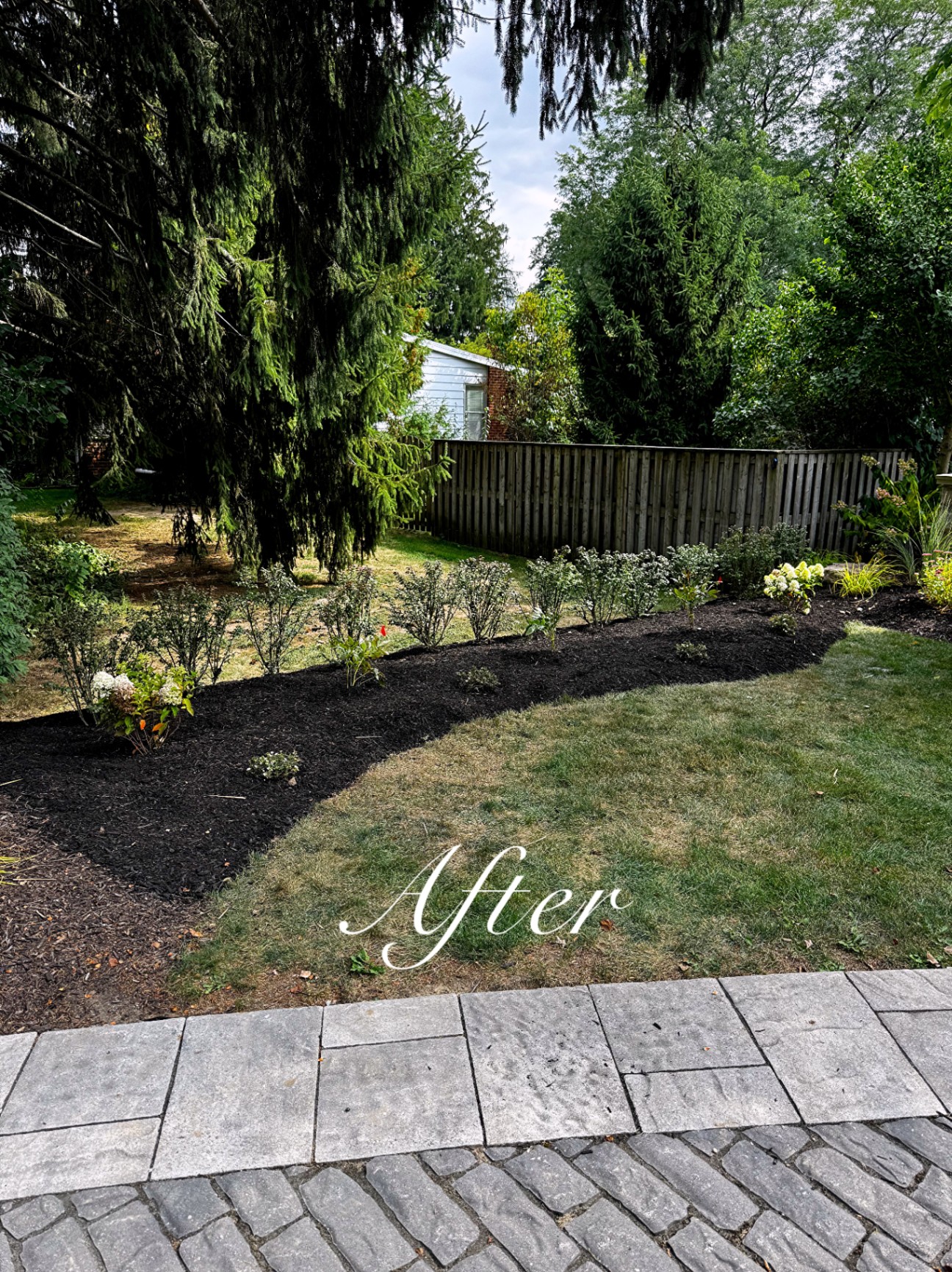 Backyard bed line with hydrangeas, crisp edging and dark mulch beside a paver patio.