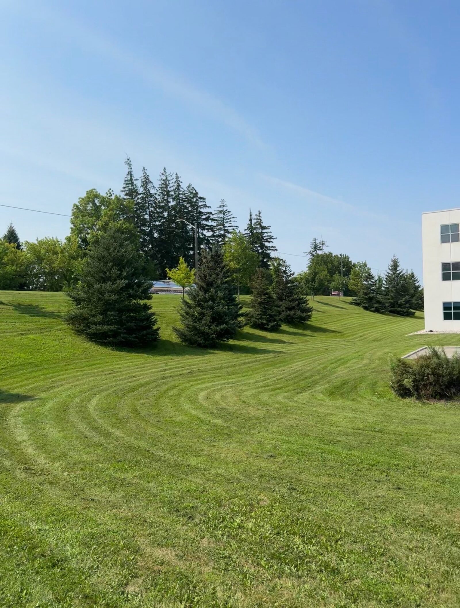 Freshly mowed commercial lawn with striping patterns and evergreen trees at a property in Brantford, Ontario.