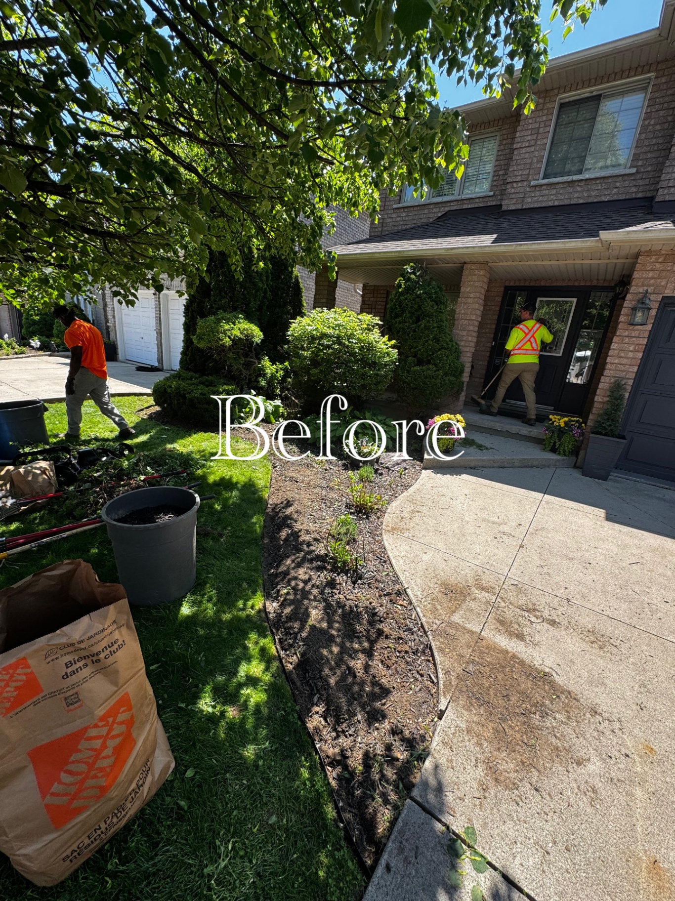 Front garden bed before cleanup with thin mulch and overgrown shrubs, crew working on the property.