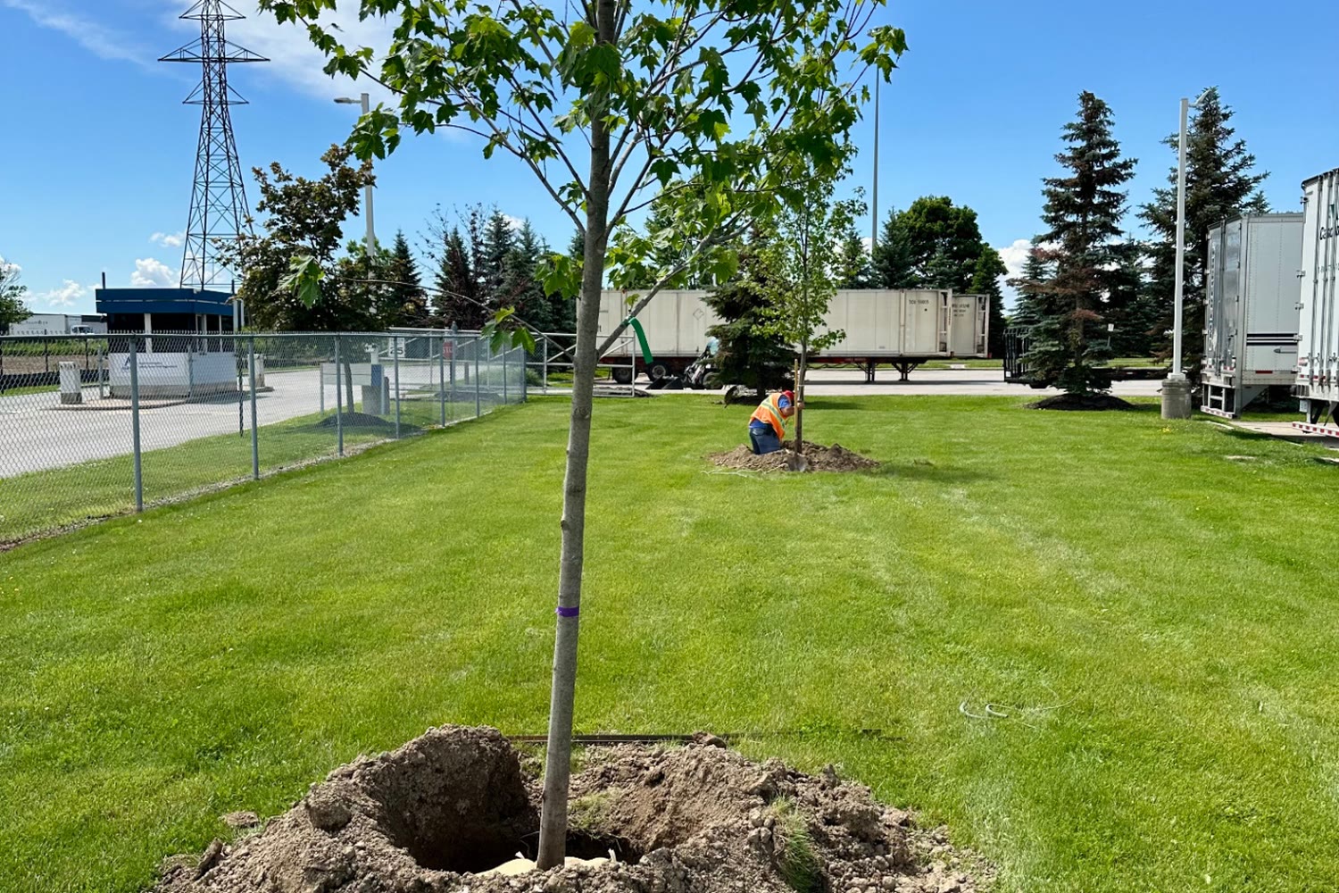 Wide view of a commercial lawn with newly planted trees, mounded soil and a crew member finishing the planting in Brantford.