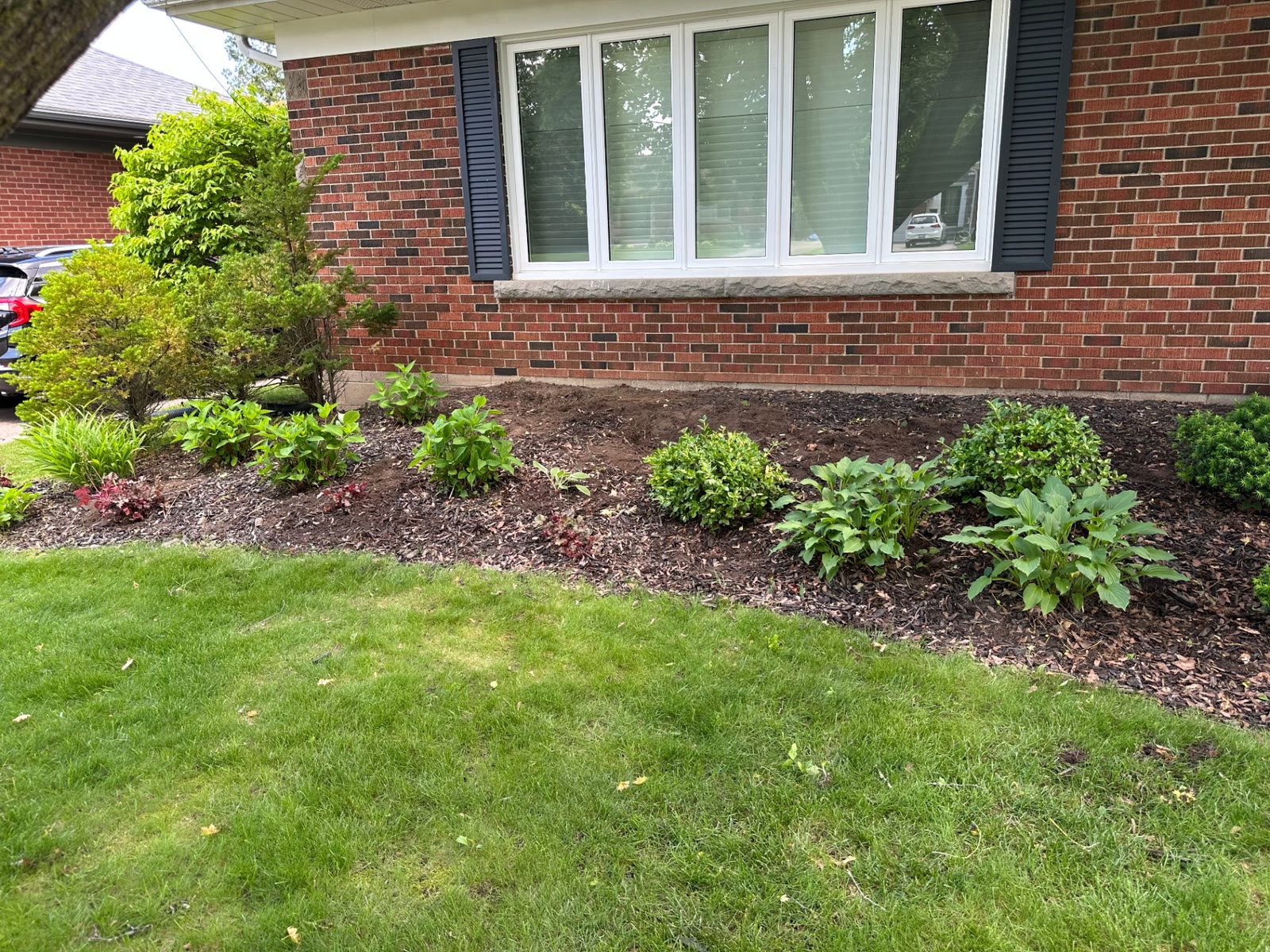 Front foundation bed part-way through planting, with hostas, boxwood and shrubs set in place and bare soil still showing.