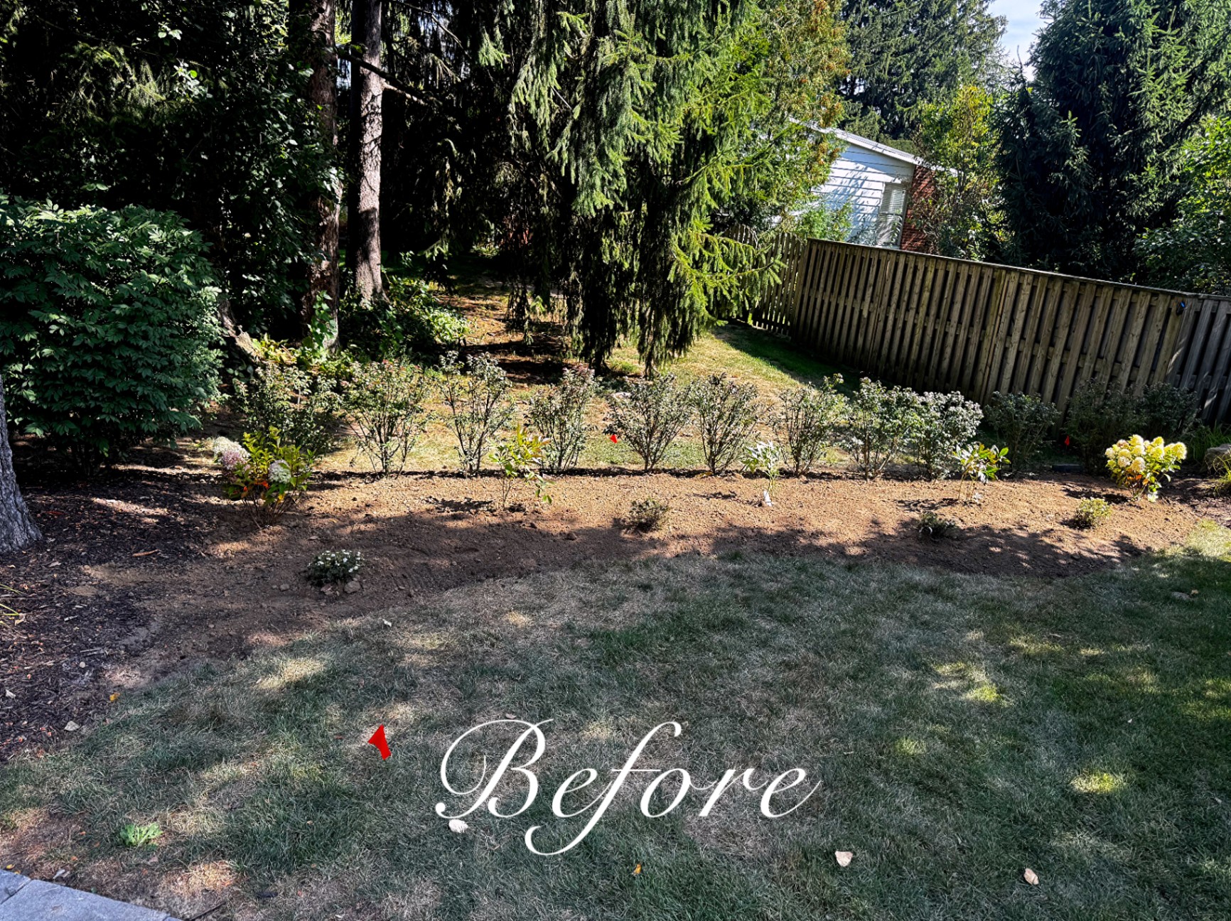 Backyard before landscaping with bare soil, patchy lawn and newly staked shrubs along a wood fence.