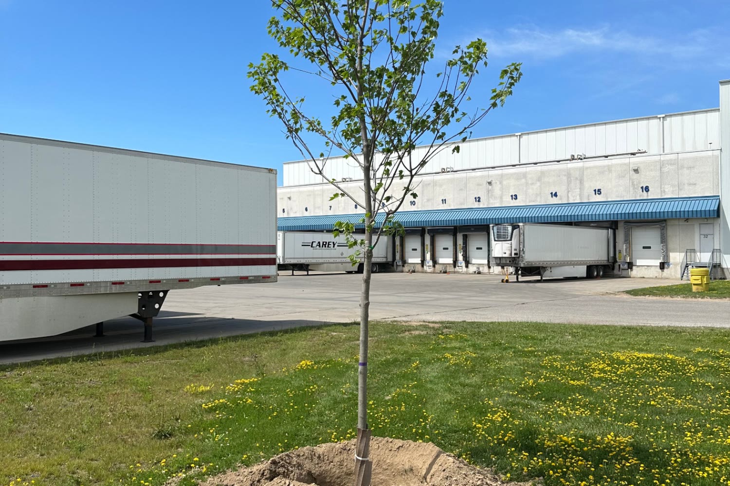 Newly planted tree with mounded soil and staking straps at an industrial warehouse property in Brantford.